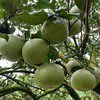 泰国金柚(单颗) Golden-Pomelo 600g/颗 商品缩略图1