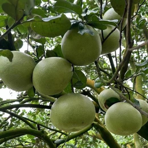 泰国金柚(单颗) Golden-Pomelo 600g/颗 商品图1