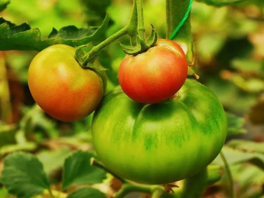 预售7天 良道 有机番茄 虎眼甜柿 宝石外观 甄觅口感 酸甜够味 浓郁番茄味 商品图3