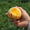【云南人参果】家庭装 只选树上熟果子，新鲜采摘，圆果黄肉，细腻无渣，饱满多汁，人参果以清甜、爽口、低糖独树一帜，尤其适合老人、孕妇和小朋友食用 商品缩略图5