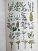 1860年 英国野花图鉴 80页套色版画插图 漆布精装18开 商品缩略图8