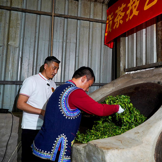10月2日中午12点【龙印贡茶.后山麓龙珠】2023年春茶云南普洱茶区古树普洱茶生茶龙珠75克/罐 商品图9