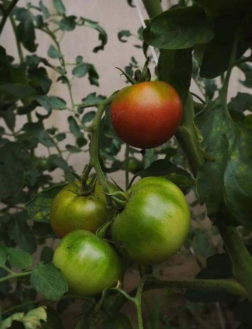 预售7天 良道 有机番茄 虎眼甜柿 宝石外观 甄觅口感 酸甜够味 浓郁番茄味 商品图4