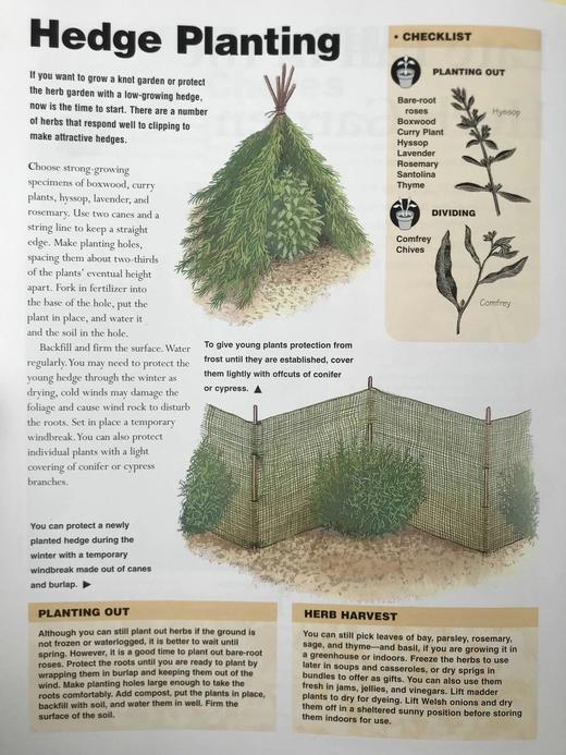 草药之书（辞典，种植，烹饪，功效） 数千幅彩色插图 精装16开 商品图12