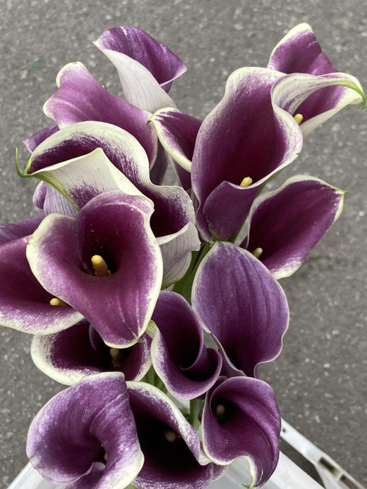 国产花材-【马蹄莲】毕加索紫 商品图0