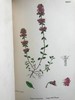 1863-1886年 英国植物志（全12卷）2560幅手工上色版画插图 真皮精装16开 商品缩略图14