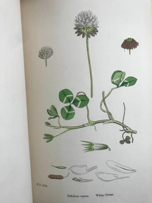 1863-1886年 英国植物志（全12卷）2560幅手工上色版画插图 真皮精装16开 商品图11
