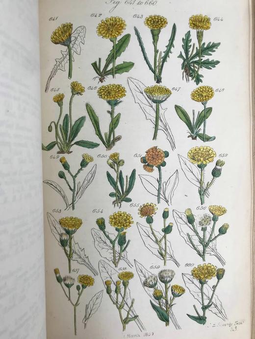 1860年 英国野花图鉴 80页套色版画插图 漆布精装18开 商品图6