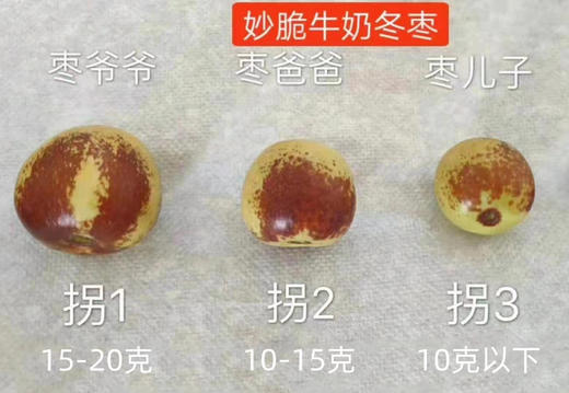 ✈️顺丰包邮到家    妙脆牛奶脆冬枣，枣，生者味甘，平，无毒。10年以上的精心种植，保持纯粹的原味道！经过多项农残检测，均为0，果肉无渣，甜度高！ 商品图7