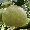 泰国金柚(单颗) Golden-Pomelo 600g/颗 商品缩略图0