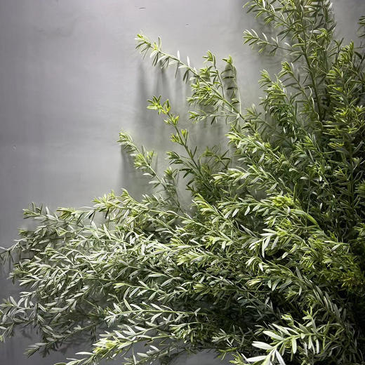 迷迭香 商品图0