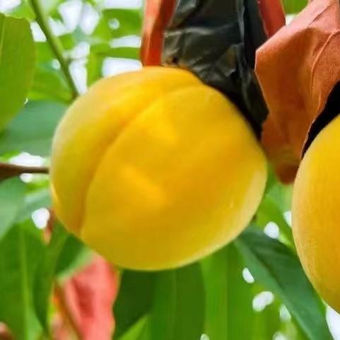 水蜜黄桃(2颗)	Yellow Peach (2pcs) 700g/盒2颗 商品图0
