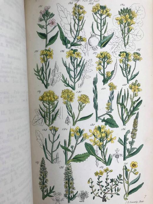 1860年 英国野花图鉴 80页套色版画插图 漆布精装18开 商品图14