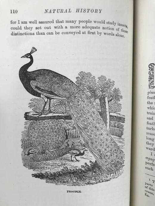 工坊特装本！约19世纪后期 怀特《塞耳彭自然史》 比威克等名家数十幅版画插图 全真皮精装大32开 商品图14