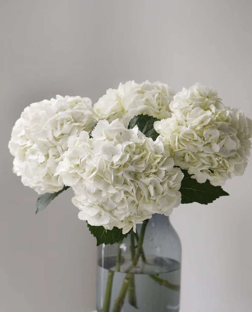 【国产绣球】白色 单枝