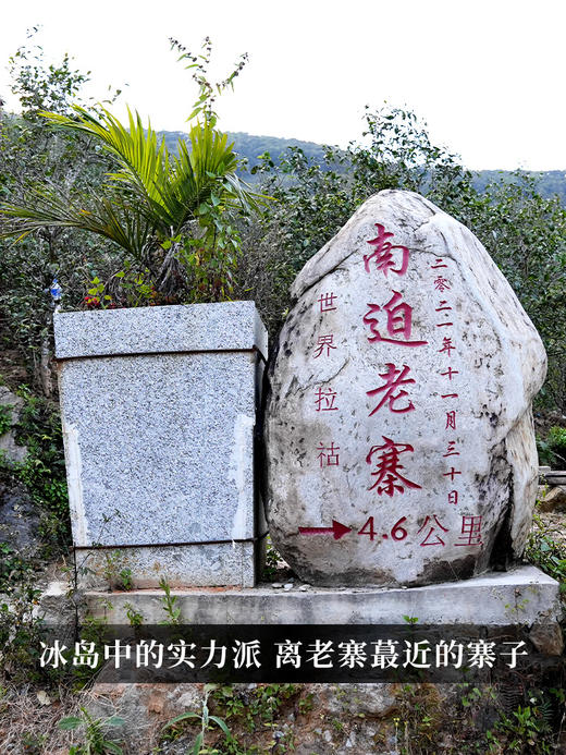 【紫票】2024年头春头采联合茶农共同出品 冰岛中的实力派，离老寨最近的寨子，普洱茶生茶357克/饼 拍5发6拍20发25 商品图7