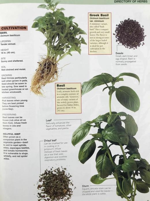 草药之书（辞典，种植，烹饪，功效） 数千幅彩色插图 精装16开 商品图6