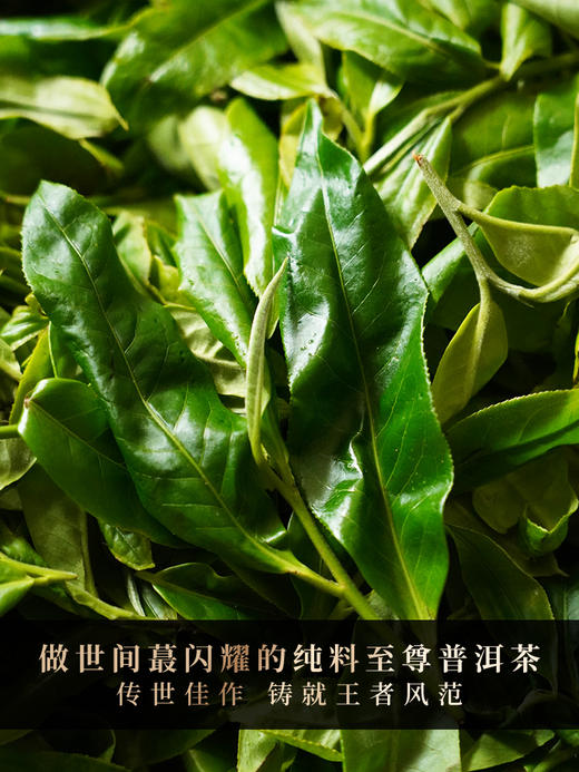 【班章王茶王】2024年勐海班章王茶王树高杆，每一饼班章王茶王树都在诠释味觉的顶级享受，357克/饼 拍5发6 拍20发25 每饼高端铜盒装 商品图9