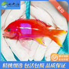 紫印Pseudanthias pleurotaenia 商品缩略图1