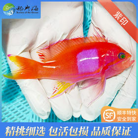 紫印Pseudanthias pleurotaenia