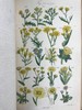 1860年 英国野花图鉴 80页套色版画插图 漆布精装18开 商品缩略图4