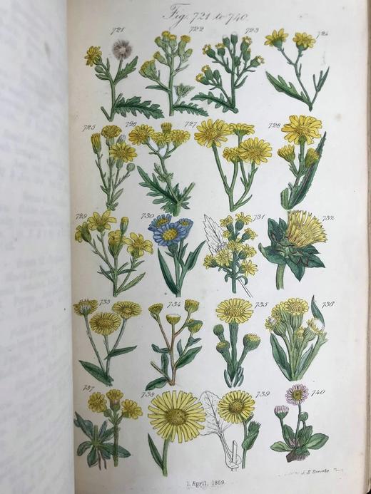 1860年 英国野花图鉴 80页套色版画插图 漆布精装18开 商品图4