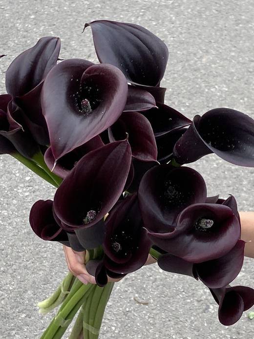国产花材-【马蹄莲】黑紫色 商品图1