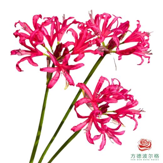 【预售】荷兰 大石蒜 深粉 70cm 商品图0