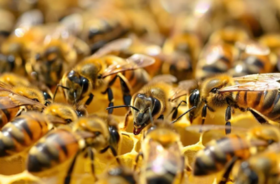  这些“小家伙”，不仅让人受皮肉之苦，还可能危及生命！ 