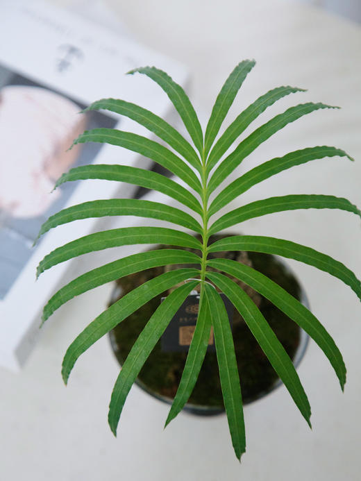 石山铁 商品图1