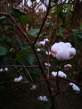 预售｜生态棉花定制棉被&褥子&棉花绒·咱农农场，下单后一周左右发货，请耐心等待！