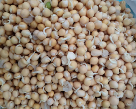 豌豆芽 1000g（今日预定，明日送达，预定商品无品质问题，不退货不换货不退款）