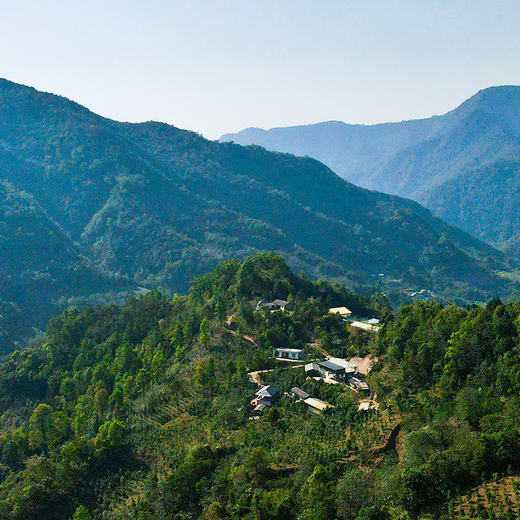 10月2日中午12点【龙印贡茶.后山麓龙珠】2023年春茶云南普洱茶区古树普洱茶生茶龙珠75克/罐 商品图11