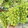 阳光玫瑰葡萄 Shine-Muscat Grape 500g/盒 商品缩略图0