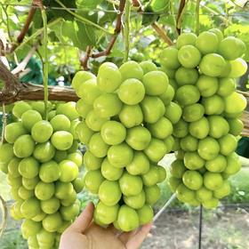 阳光玫瑰葡萄 Shine-Muscat Grape 500g/盒