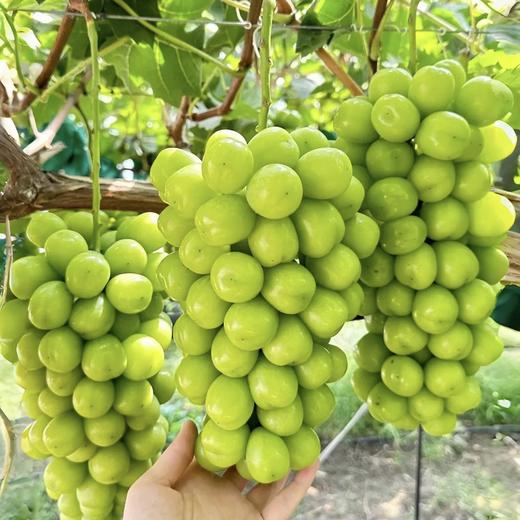 阳光玫瑰葡萄 Shine-Muscat Grape 500g/盒 商品图0