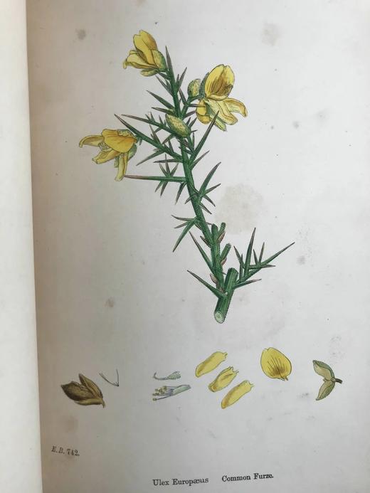 1863-1886年 英国植物志（全12卷）2560幅手工上色版画插图 真皮精装16开 商品图12
