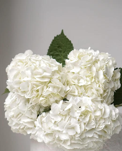 【国产绣球】白色 单枝 商品图1