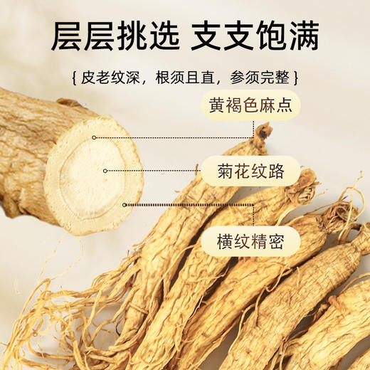 【吉林人参】单支（17-20g）长白山全须生晒参 无硫足干人参  家庭装炖汤专用 商品图2