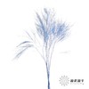 永生花材 ｜ 石草蓝 商品缩略图1