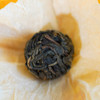 10月2日中午12点【龙印贡茶.后山麓龙珠】2023年春茶云南普洱茶区古树普洱茶生茶龙珠75克/罐 商品缩略图12