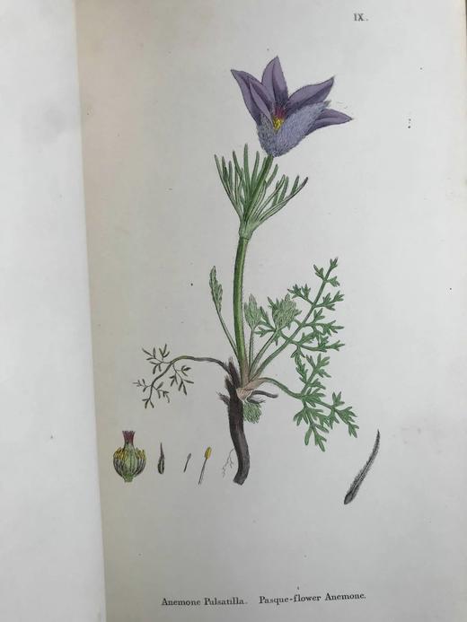 1863-1886年 英国植物志（全12卷）2560幅手工上色版画插图 真皮精装16开 商品图6