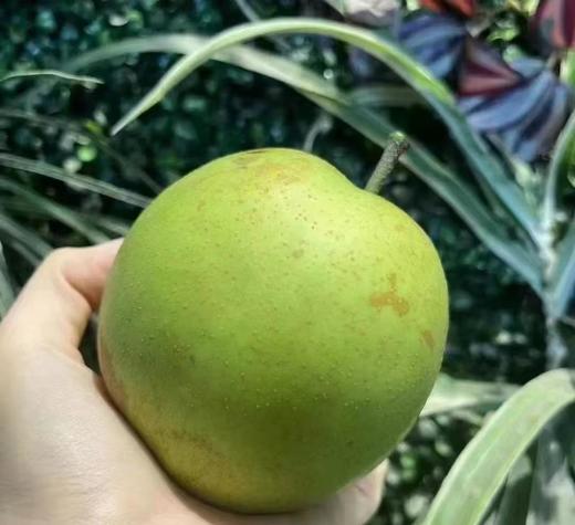 四川千脆蜜梨 | 水果 （约5斤装礼盒） 单份约450g（2只） 商品图5