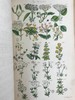 1860年 英国野花图鉴 80页套色版画插图 漆布精装18开 商品缩略图7