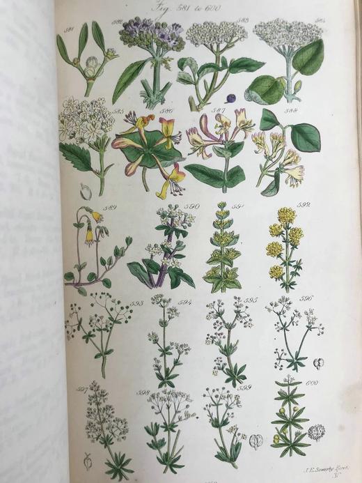 1860年 英国野花图鉴 80页套色版画插图 漆布精装18开 商品图7