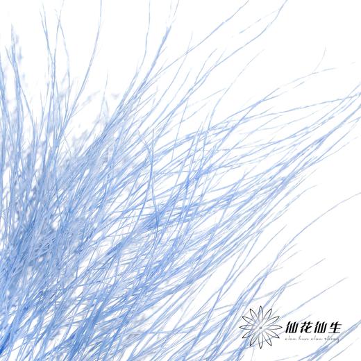 永生花材 ｜ 石草蓝 商品图4
