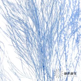 永生花材 ｜ 石草蓝