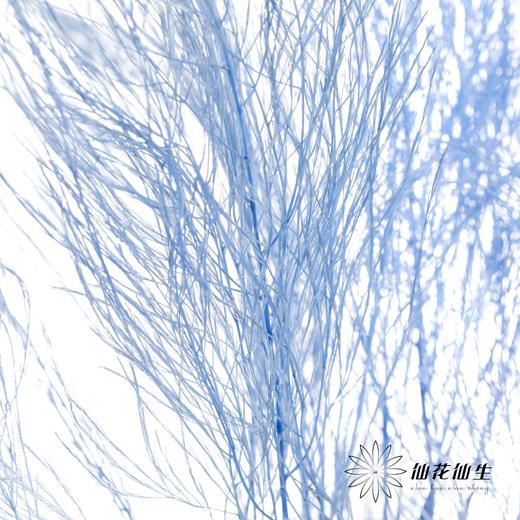 永生花材 ｜ 石草蓝 商品图0
