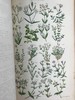1860年 英国野花图鉴 80页套色版画插图 漆布精装18开 商品缩略图13