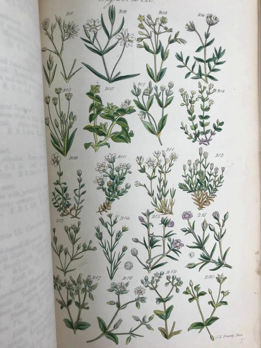 1860年 英国野花图鉴 80页套色版画插图 漆布精装18开 商品图13